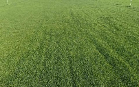 果岭草皮多少钱一平米？2026年规格、产地及采购数量报价分析