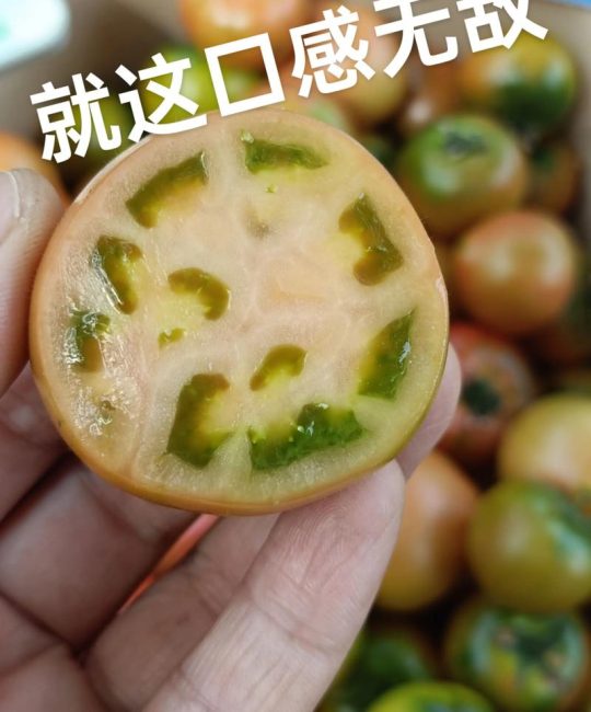 草莓柿子含糖量高吗及种植全攻略