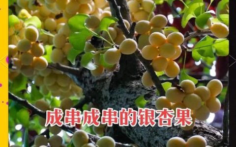 银杏树结果年限全解析：从种植到挂果的完整指南