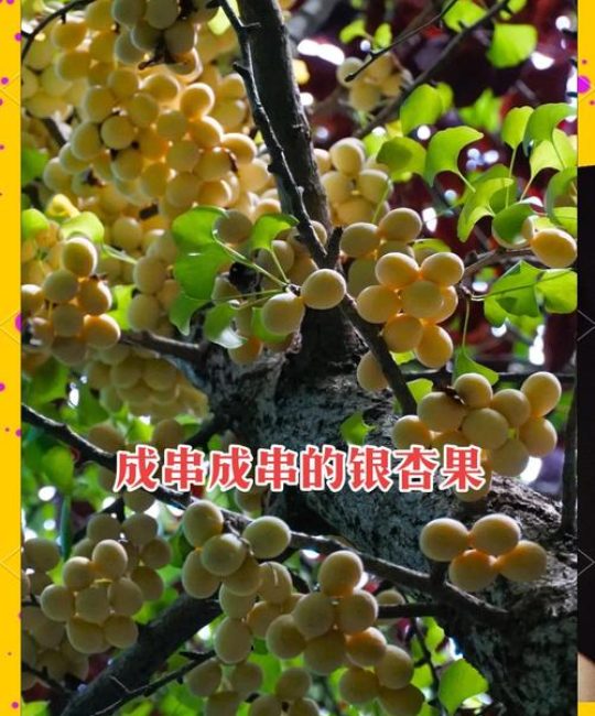 银杏树结果年限全解析：从种植到挂果的完整指南