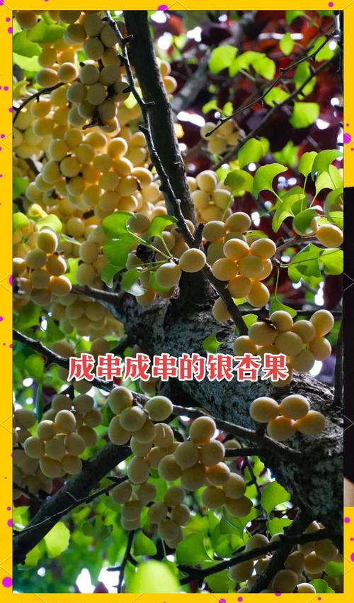 银杏树结果年限全解析:从种植到挂果的完整指南 结果年限与观赏期一览