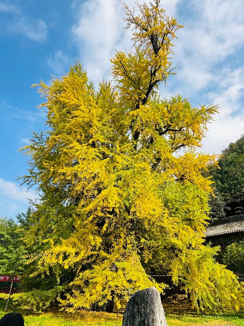 银杏树结果年限全解析:从种植到挂果的完整指南 影响银杏树结果的关键因素
