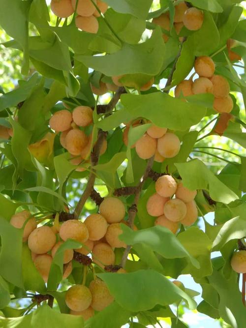 银杏树结果年限全解析:从种植到挂果的完整指南 常见问题(FAQ)