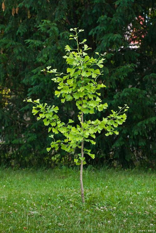 银杏树结果年限全解析:从种植到挂果的完整指南 苗木采购与种植建议