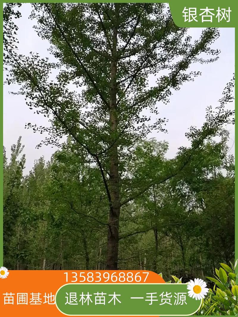 银杏树结果年限全解析:从种植到挂果的完整指南 总结