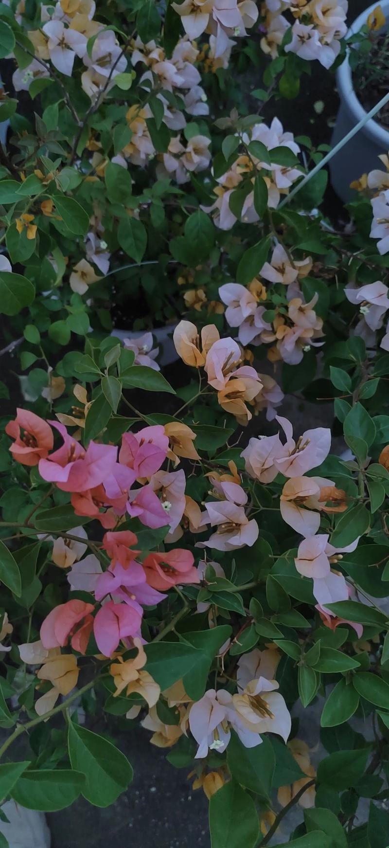 黄女郎三角梅开什么颜色的花?揭秘其独特魅力与养护要点 三、黄女郎三角梅的养护要点