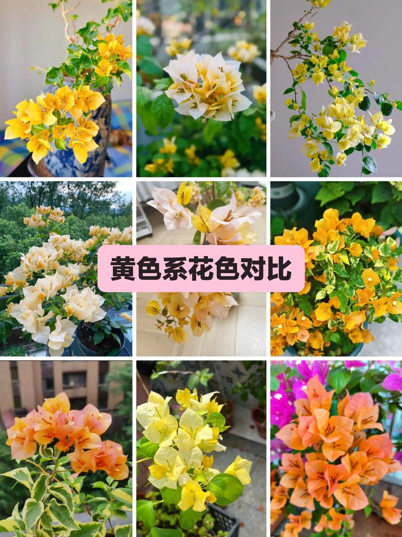 黄女郎三角梅开什么颜色的花?揭秘其独特魅力与养护要点 五、结语