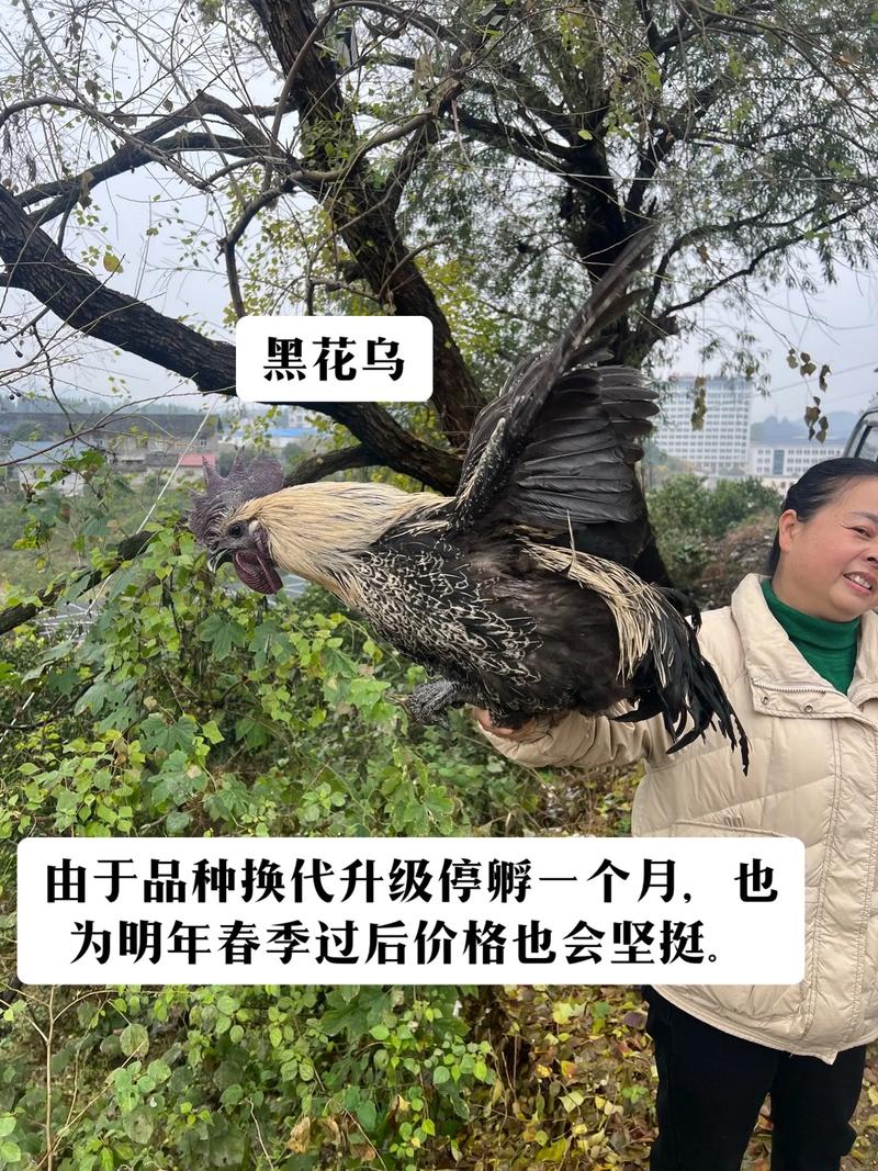 如何科学选择批发乌鸡苗的渠道——一份采购核查指南 五、综合评估与试单建议