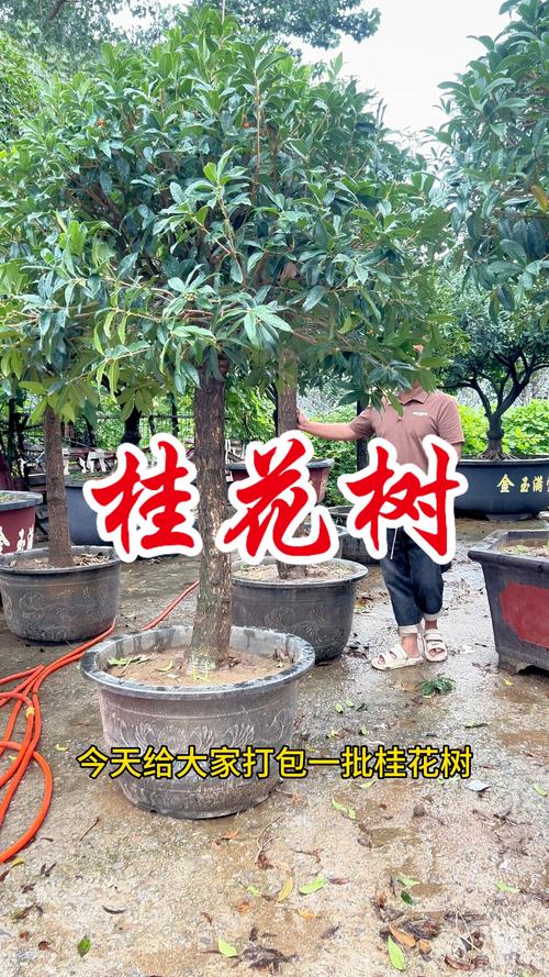 十公分粗的桂花树多少钱一颗?2026年价格参考与影响因素分析 规格:十公分指的是哪个位置的直径?