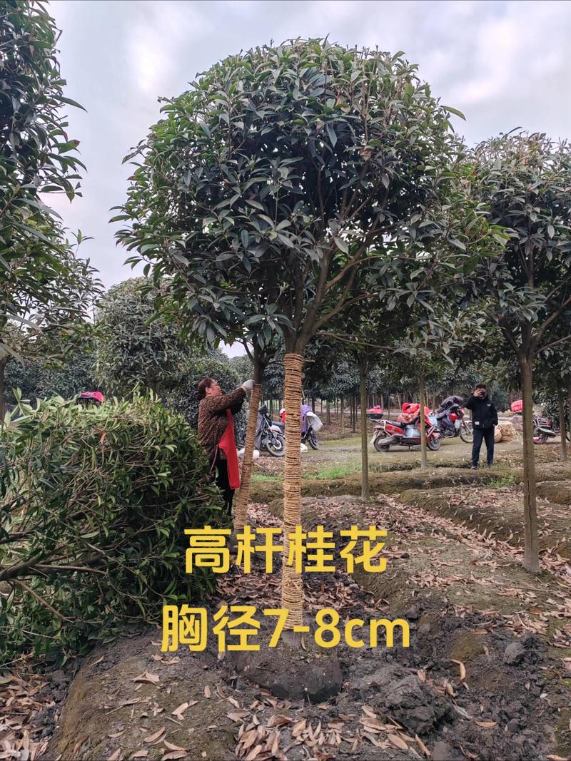 十公分粗的桂花树多少钱一颗?2026年价格参考与影响因素分析 运输:跨省运费占10%-30%