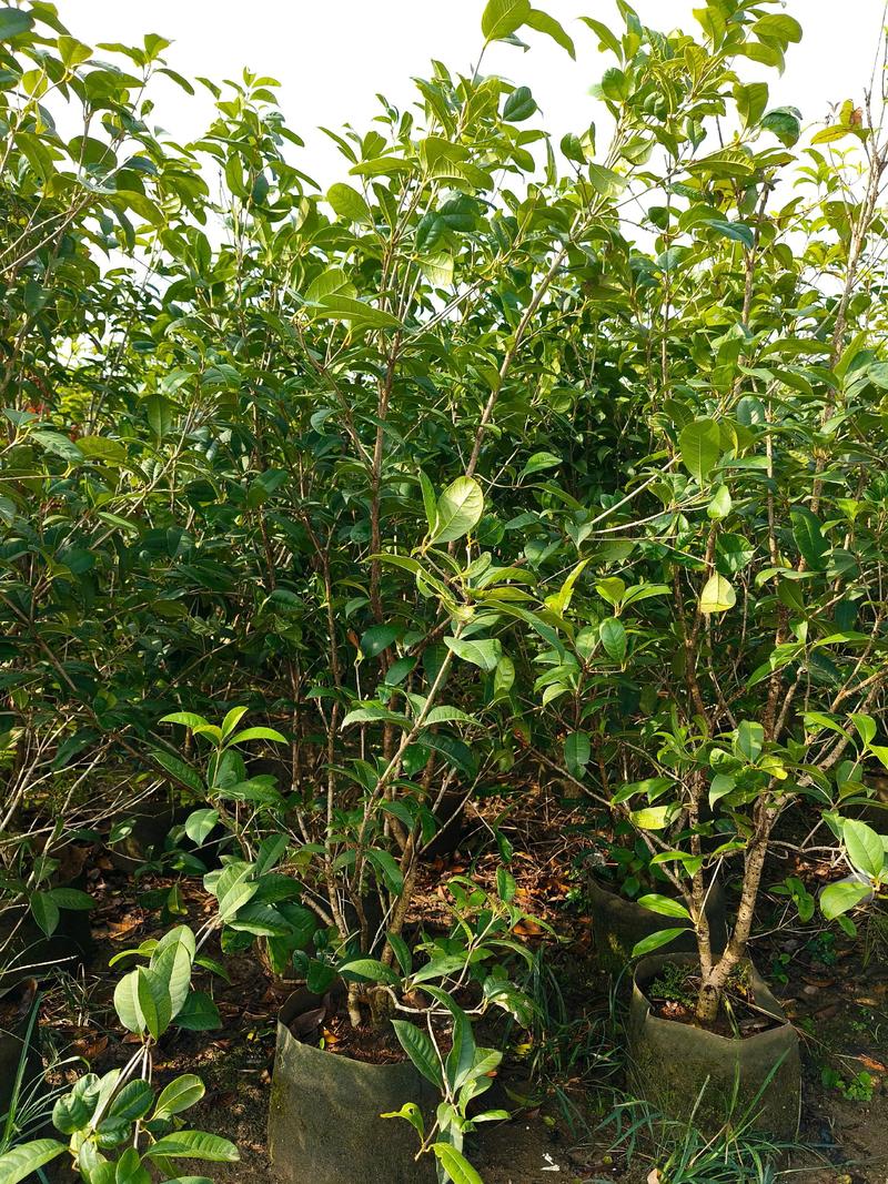 十公分粗的桂花树多少钱一颗?2026年价格参考与影响因素分析 咨询指南:如何询价能拿到精准报价?