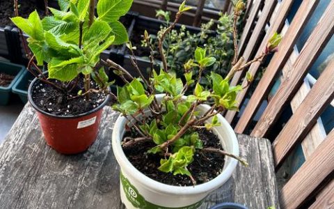 绣球花用什么肥料最好？酸碱调节与促花全攻略