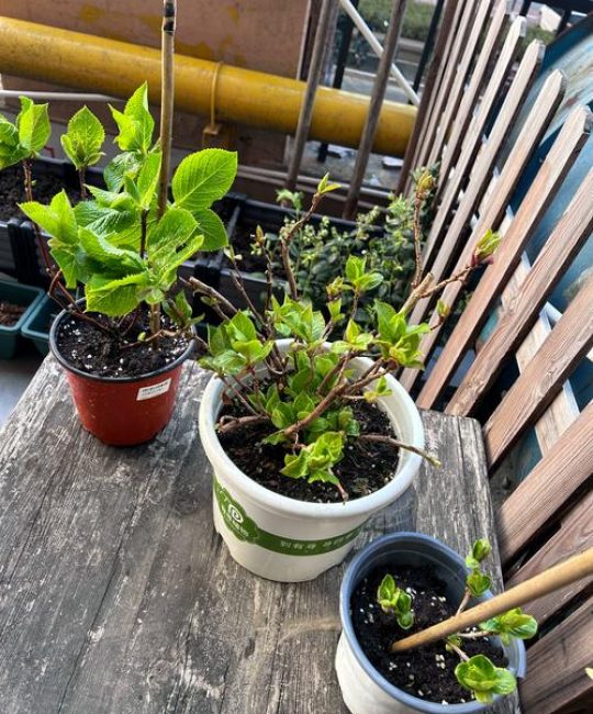 绣球花用什么肥料最好？酸碱调节与促花全攻略