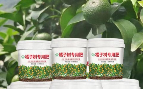 家庭桔子树养护全攻略：从浇水到越冬，掌握每个环节的关键