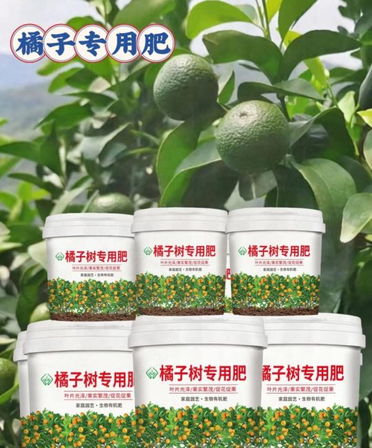 家庭桔子树养护全攻略：从浇水到越冬，掌握每个环节的关键