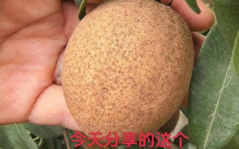 正品果树苗购买指南：3步验证渠道质量，从品种到根系全流程避坑