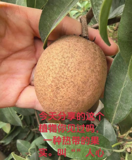 正品果树苗购买指南：3步验证渠道质量，从品种到根系全流程避坑