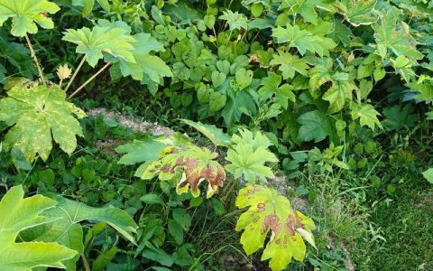 大通草每亩种植多少株？先给