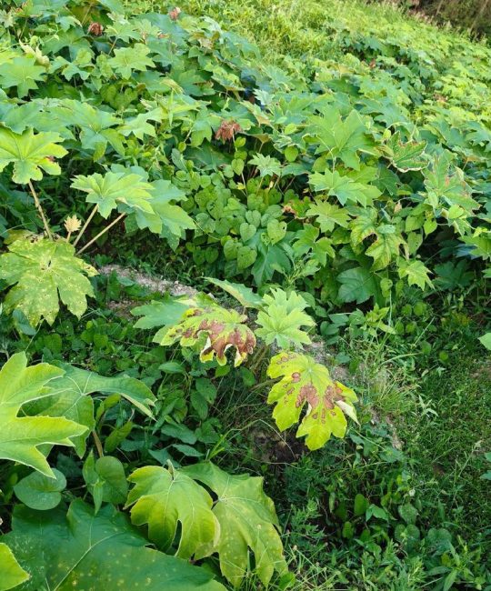 大通草每亩种植多少株？先给