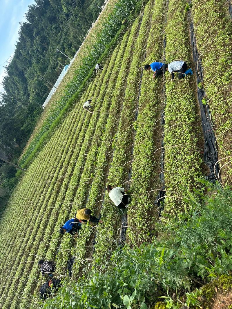 大通草每亩种植多少株?先给 三、栽前先把地整好