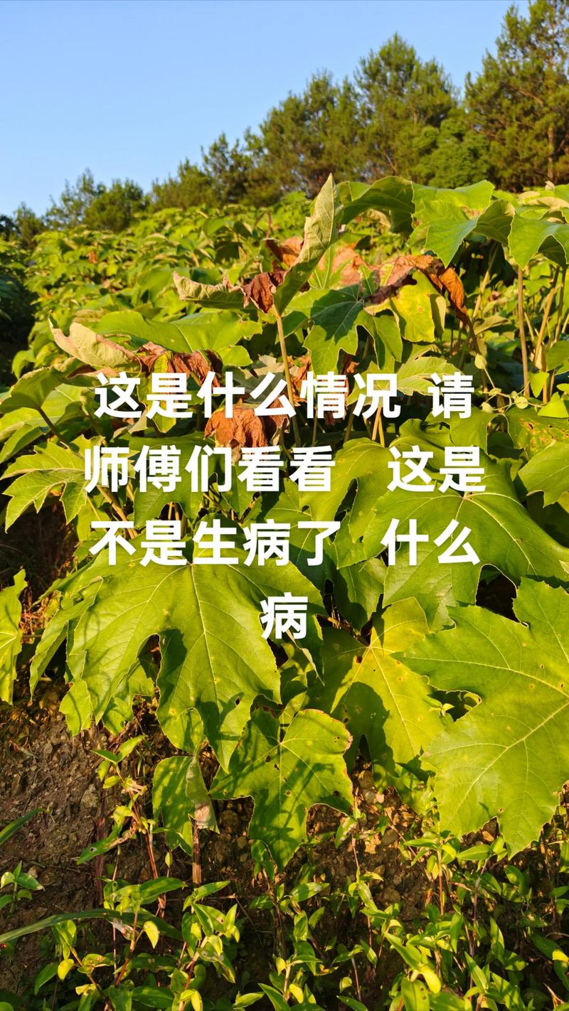 大通草每亩种植多少株?先给 二、大通草每亩种植多少株,按场景来定