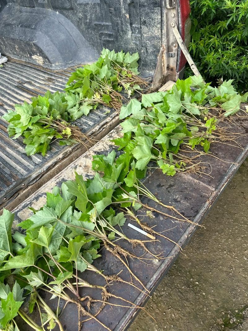大通草每亩种植多少株?先给 五、定根水怎么浇