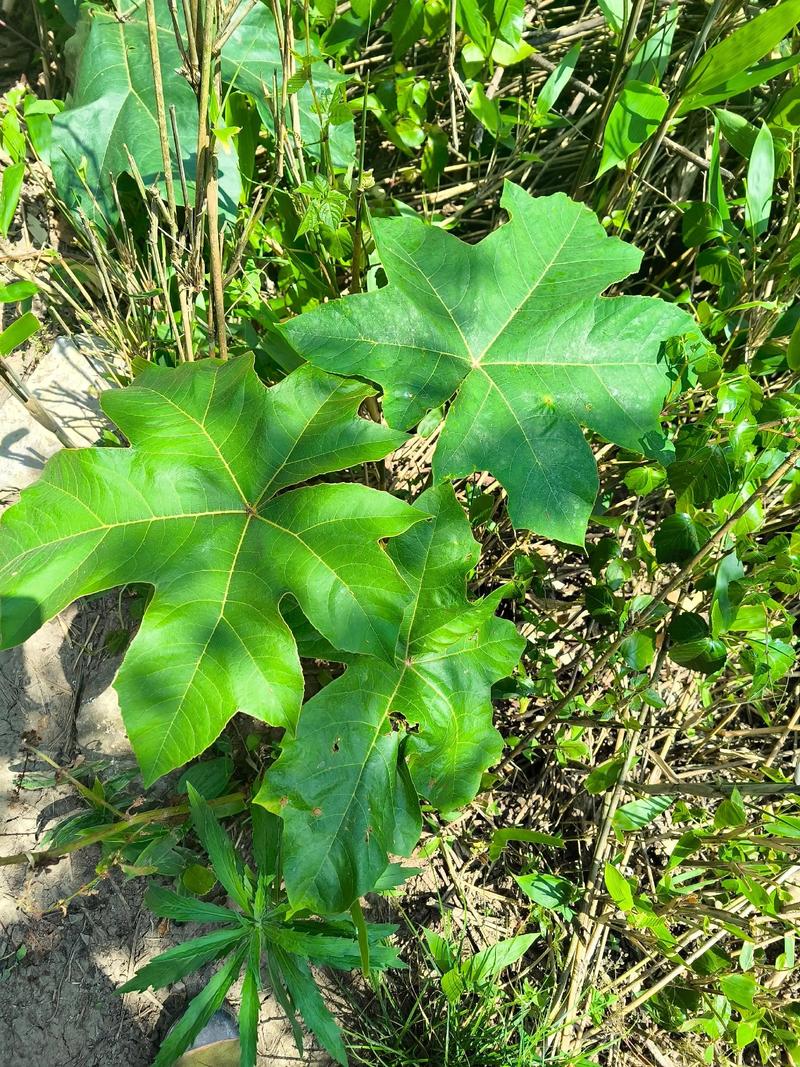 大通草每亩种植多少株?先给 四、定植时怎么摆苗最稳