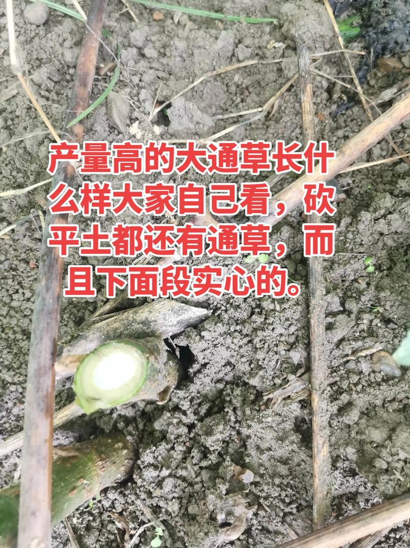 大通草每亩种植多少株?先给 六、缓苗期怎么管