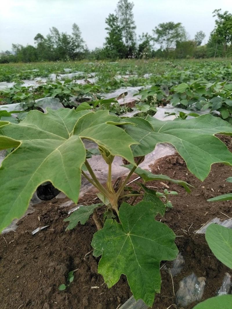大通草每亩种植多少株?先给 常见问题解答