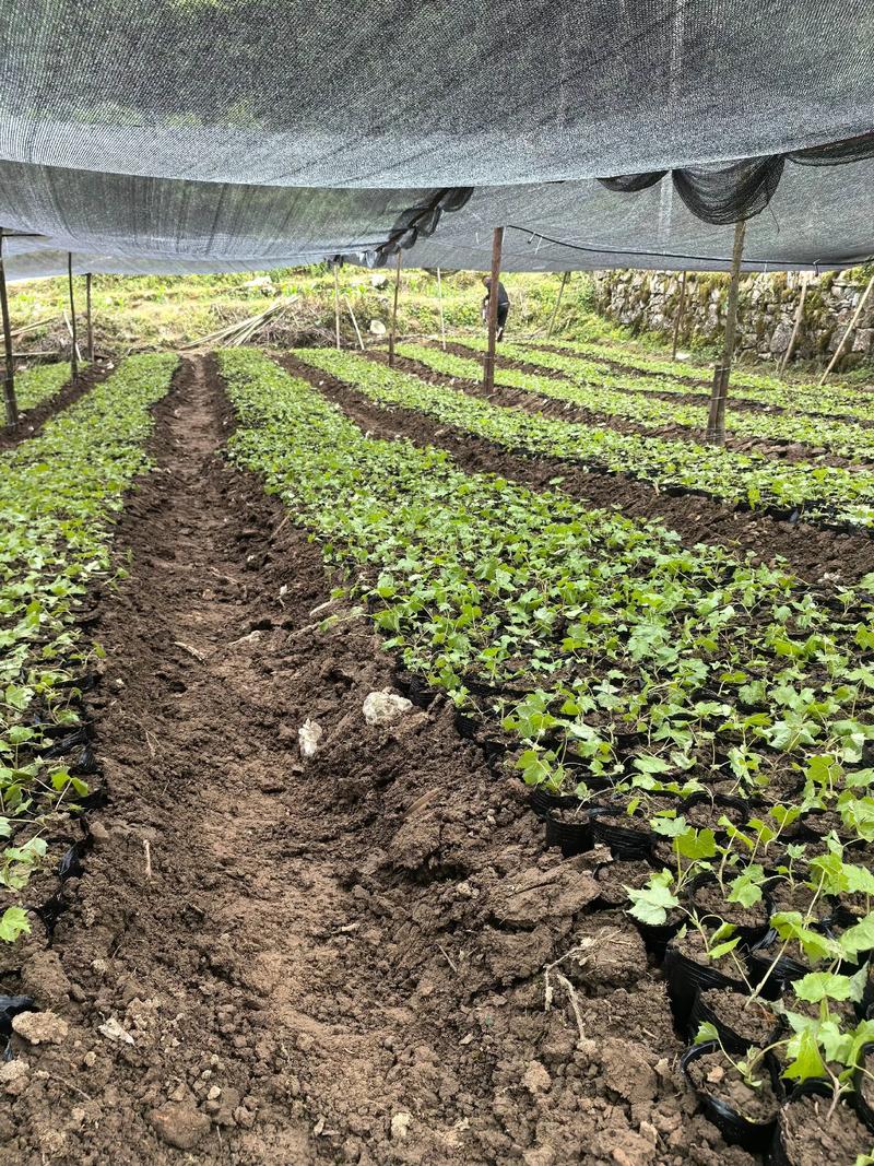 大通草每亩种植多少株?先给 总结