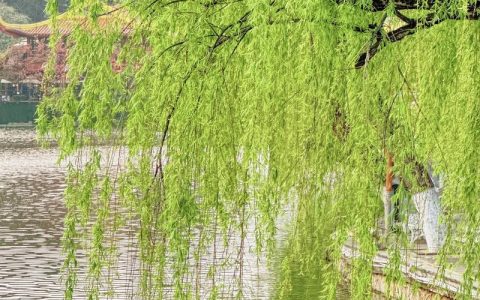 柳树垂着头，一个“垂”字何以写尽风骨与柔情