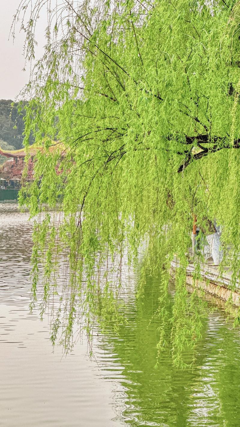 柳树垂着头,一个“垂”字何以写尽风骨与柔情 柳树垂着头,一个“垂”字何以写尽风骨与柔情