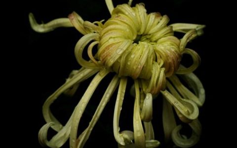 菊花黑色的正常吗？揭秘黑菊花的品种、养护与观赏价值