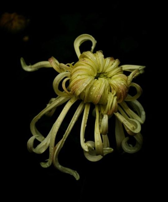 菊花黑色的正常吗？揭秘黑菊花的品种、养护与观赏价值