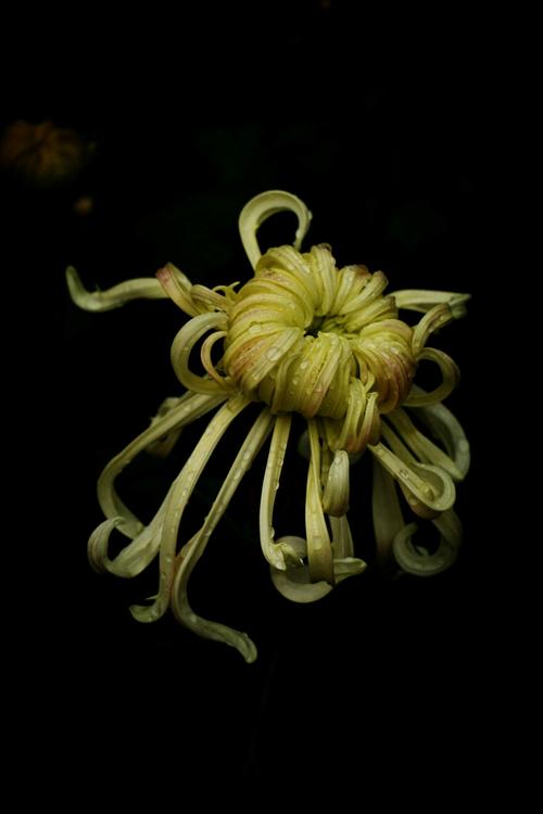 菊花黑色的正常吗?揭秘黑菊花的品种、养护与观赏价值 菊花黑色的正常吗?揭秘黑菊花的品种、养护与观赏价值