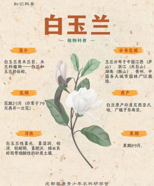 木兰与玉兰有什么区别？庭院乔木选购与养护全指南