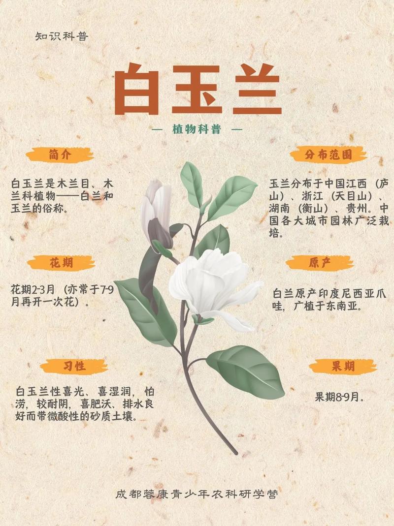 木兰与玉兰有什么区别？庭院乔木选购与养护全指南