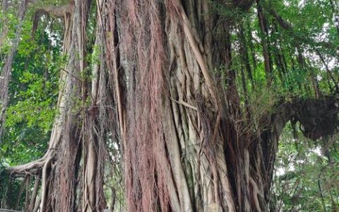 榕树是哪里的市树？探秘“独木成林”的城市象征