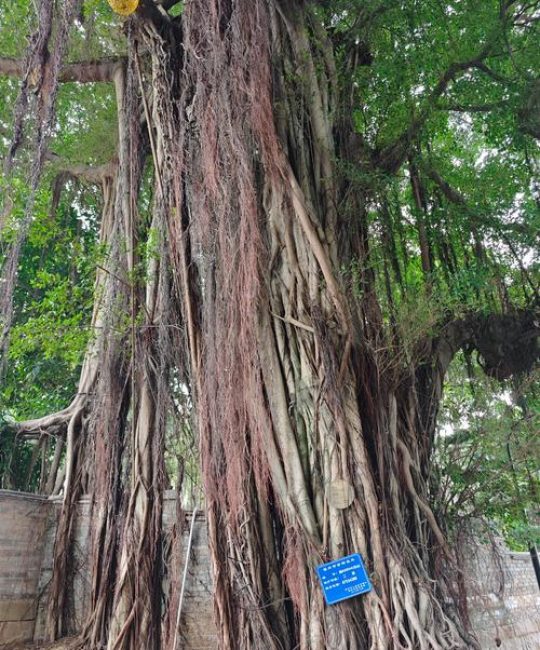 榕树是哪里的市树？探秘“独木成林”的城市象征