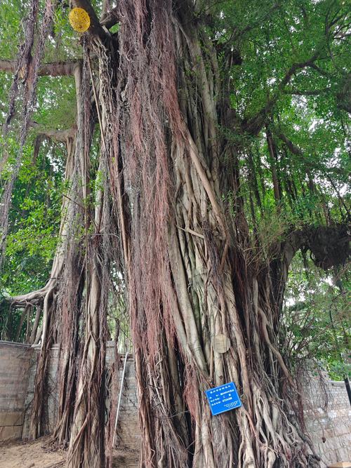 榕树是哪里的市树?探秘“独木成林”的城市象征 榕树是哪里的市树?探秘“独木成林”的城市象征