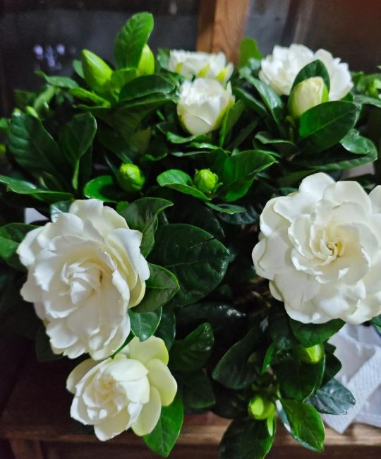 栀子花能晒太阳吗？不同季节光照管理全攻略