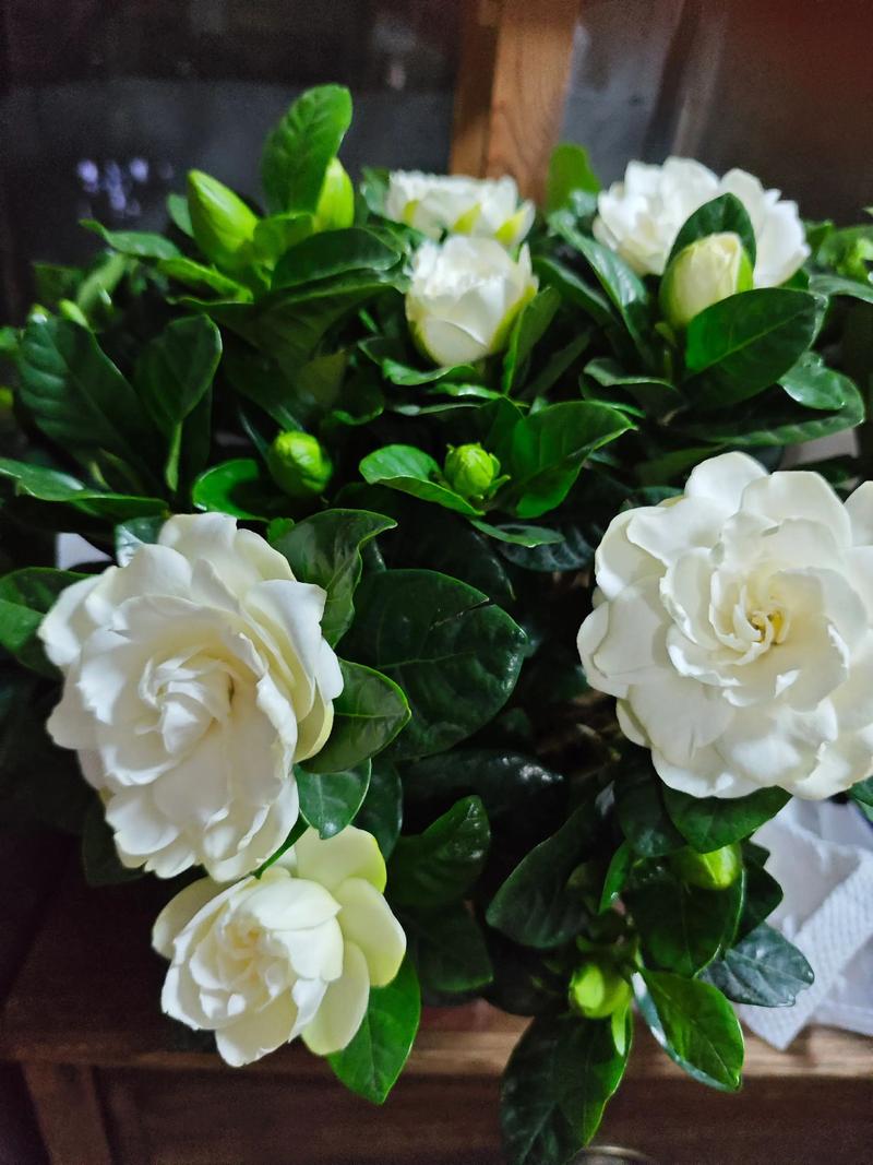 栀子花能晒太阳吗?不同季节光照管理全攻略 栀子花能晒太阳吗?不同季节光照管理全攻略