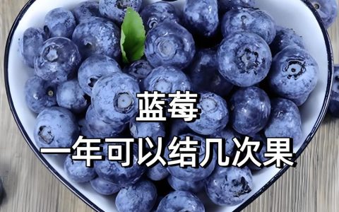 蓝莓一年结几次果？详解高丛与兔眼品种的产量差异与种植管理