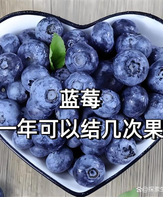 蓝莓一年结几次果？详解高丛与兔眼品种的产量差异与种植管理