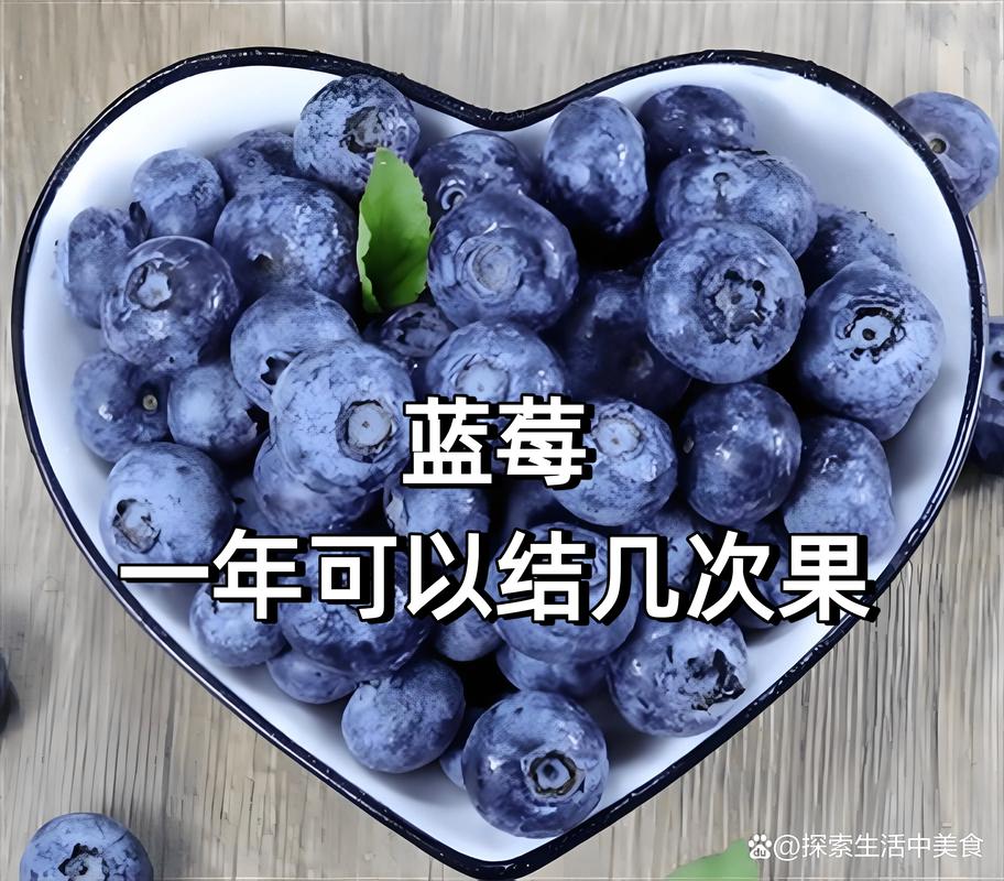 蓝莓一年结几次果?详解高丛与兔眼品种的产量差异与种植管理 蓝莓一年结几次果?详解高丛与兔眼品种的产量差异与种植管理