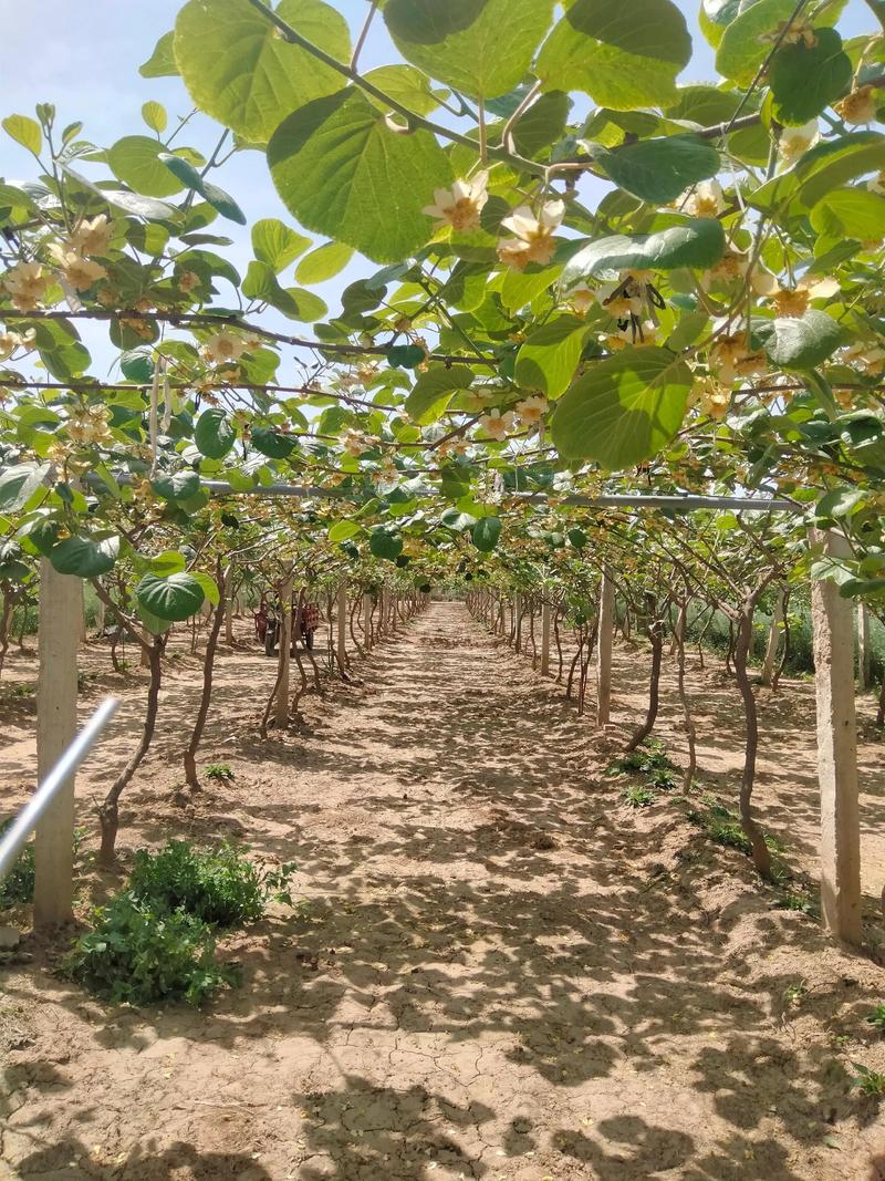 猕猴桃什么季节种植?超详细栽植技术指南 三、栽前处理