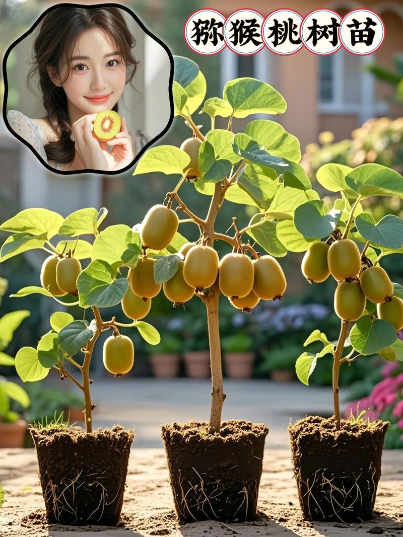 猕猴桃什么季节种植?超详细栽植技术指南 七、成活注意事项
