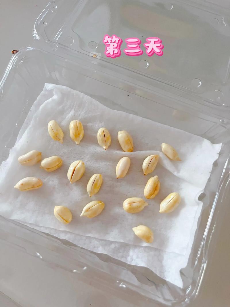 家庭手工种花生芽,3天出芽7天吃,零失败教程 四、播种方法(铺豆不重叠,控制厚度)
