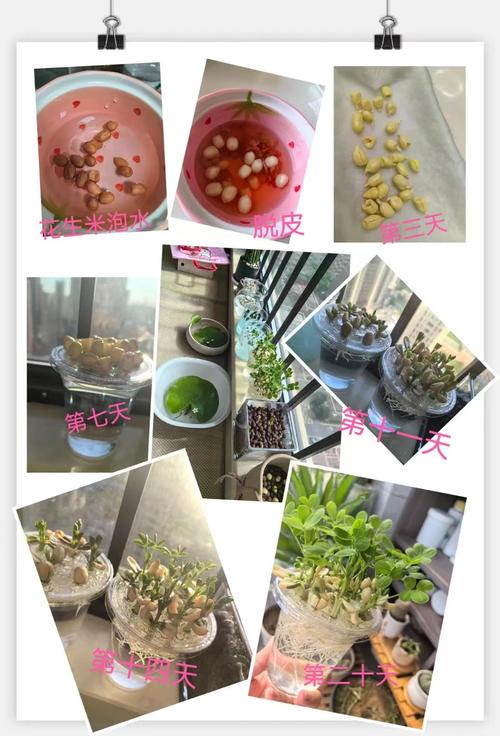 家庭手工种花生芽,3天出芽7天吃,零失败教程 七、成活注意事项(采收与保鲜)