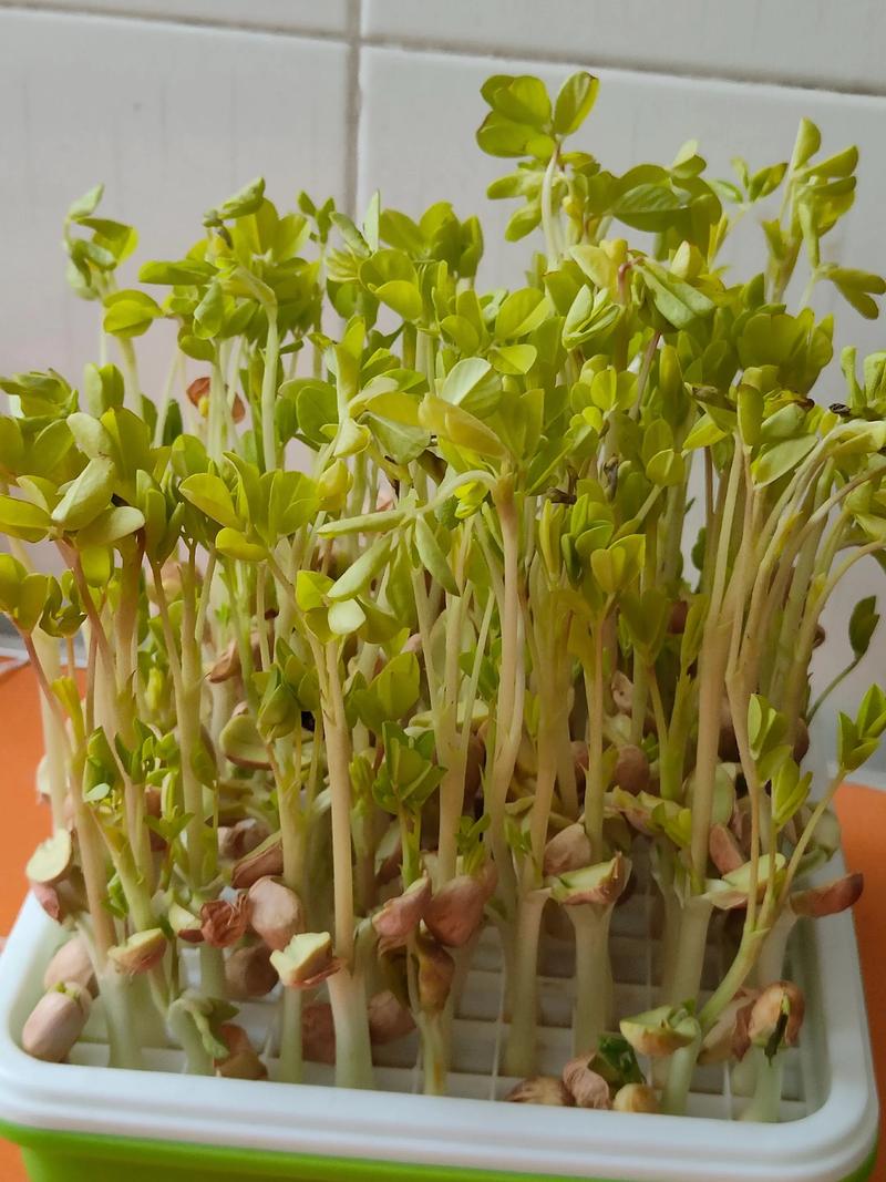 家庭手工种花生芽,3天出芽7天吃,零失败教程 五、浇定根水(喷水保湿,不积水)